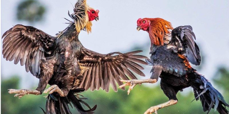 Cá Cược Đá Gà - Cơ Hội Tìm Kiếm Tiền Thưởng Khủng 13 Cá cược đá gà đang dần khẳng định được vị thế trong thị trường đổi thưởng