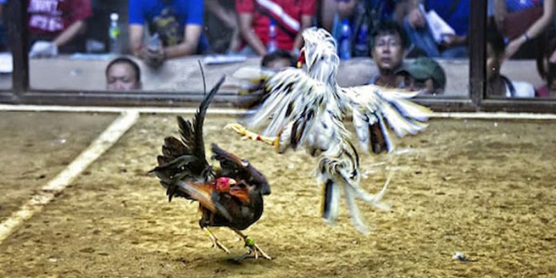 Đá Gà Thomo - Siêu Phẩm Giải Trí Kịch Tính Nhất Mọi Thời Đại 3 Rất nhiều chiến kê hàng đầu quy tụ tại Thomo để thi đấu
