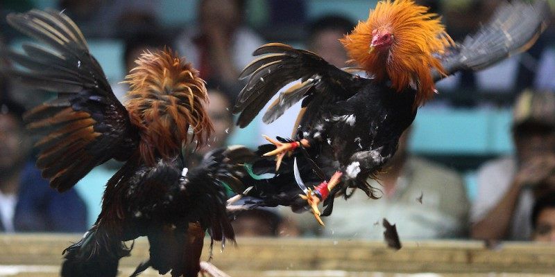 Đá Gà C1 - Nơi Hội Tụ Những Chiến Binh Lừng Danh 4 TIPS mẹo cược bất bại khi tham gia đá gà trực tiếp C1 tại Shbet